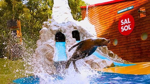 BUCANEROS Y LOBOS DE MAR