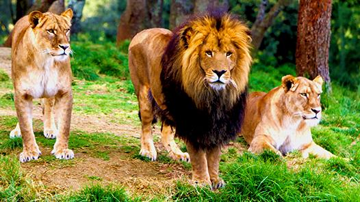 LEONES BARBARY