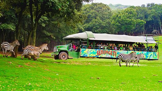 SAFARI SERENGETI