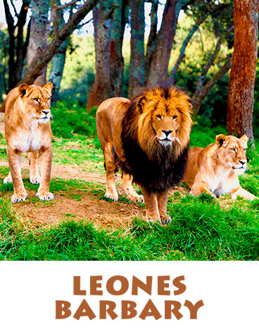 LEONES BARBARY